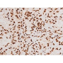 Invitrogen Phospho-C-rel (Ser503) Polyclonal Antibody 100 &mu;L; Unconjugated:Antibodies,
