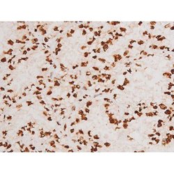 Invitrogen Phospho-C-rel (Ser503) Polyclonal Antibody 100 &mu;L; Unconjugated:Antibodies,