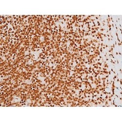 Invitrogen Phospho-C-rel (Ser503) Polyclonal Antibody 100 &mu;L; Unconjugated:Antibodies,