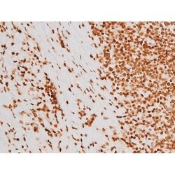 Invitrogen Phospho-C-rel (Ser503) Polyclonal Antibody 100 &mu;L; Unconjugated:Antibodies,