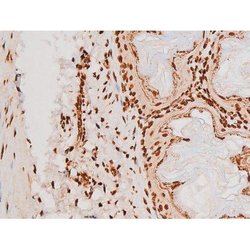 Invitrogen Phospho-C-rel (Ser503) Polyclonal Antibody 100 &mu;L; Unconjugated:Antibodies,