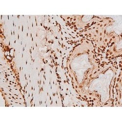 Invitrogen Phospho-C-rel (Ser503) Polyclonal Antibody 100 &mu;L; Unconjugated:Antibodies,