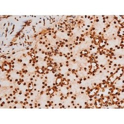 Invitrogen Phospho-C-rel (Ser503) Polyclonal Antibody 100 &mu;L; Unconjugated:Antibodies,