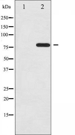 Invitrogen Phospho-C-rel (Ser503) Polyclonal Antibody 100 &mu;L; Unconjugated:Antibodies,