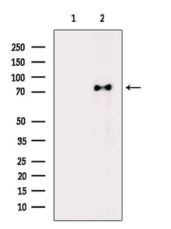 Invitrogen Phospho-HSL (Ser855, Ser554) Polyclonal Antibody 100 &mu;L;