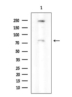 Invitrogen Phospho-PKC delta (Ser645) Polyclonal Antibody 100 &mu;L | Buy Online | Invitrogen&trade; | Fisher Scientific
