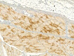 Invitrogen Caspase 1 p20 (Cleaved Asp296) Polyclonal Antibody 100 &mu;L;