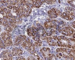 Invitrogen BMP-3 Polyclonal Antibody 100 &mu;L; Unconjugated:Antibodies,