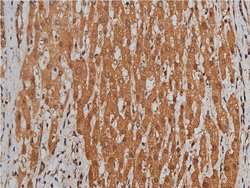 Invitrogen BMP-3 Polyclonal Antibody 100 &mu;L; Unconjugated:Antibodies,