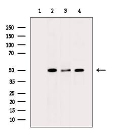 Invitrogen BMP-3 Polyclonal Antibody 100 &mu;L; Unconjugated:Antibodies,