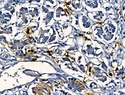 Invitrogen Cathepsin G Polyclonal Antibody 100 &mu;L; Unconjugated:Antibodies,