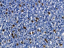Invitrogen Cathepsin G Polyclonal Antibody 100 &mu;L; Unconjugated:Antibodies,