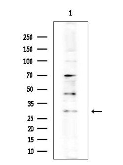 Invitrogen Cathepsin G Polyclonal Antibody 100 &mu;L; Unconjugated:Antibodies,