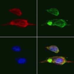 Cathepsin G Polyclonal Antibody, Invitrogen&trade; 100 &mu;L; Unconjugated 