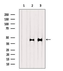 Invitrogen SERPINB2 Polyclonal Antibody 100 &mu;L; Unconjugated:Antibodies,