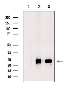 Invitrogen PDGF-A Polyclonal Antibody 100 &mu;L; Unconjugated:Antibodies,