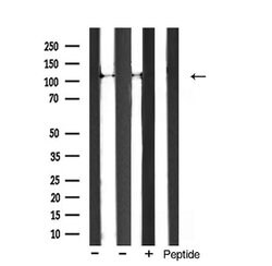 Invitrogen ITGA3 Polyclonal Antibody 100 &mu;L | Buy Online | Invitrogen&trade; | Fisher Scientific