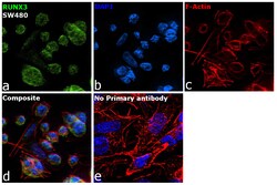 Invitrogen RUNX3 Polyclonal Antibody 100 &mu;L; Unconjugated:Antibodies,