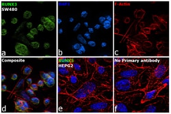 Invitrogen RUNX3 Polyclonal Antibody 100 &mu;L; Unconjugated:Antibodies,