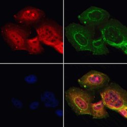 Invitrogen RUNX3 Polyclonal Antibody 100 &mu;L; Unconjugated:Antibodies,