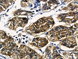 Invitrogen RUNX3 Polyclonal Antibody 100 &mu;L; Unconjugated:Antibodies,