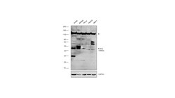Invitrogen RUNX3 Polyclonal Antibody 100 &mu;L; Unconjugated:Antibodies,