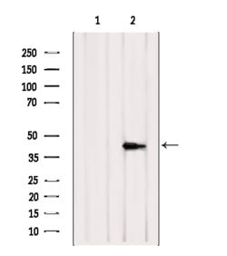 Invitrogen GPR10 Polyclonal Antibody 100 &mu;L; Unconjugated:Antibodies,