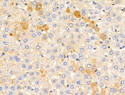 Invitrogen Claudin 6 Polyclonal Antibody 100 &mu;L; Unconjugated:Antibodies,
