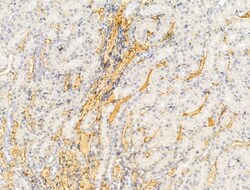 Invitrogen Claudin 6 Polyclonal Antibody 100 &mu;L; Unconjugated:Antibodies,
