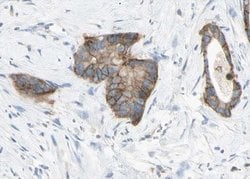 Invitrogen Claudin 6 Polyclonal Antibody 100 &mu;L; Unconjugated:Antibodies,