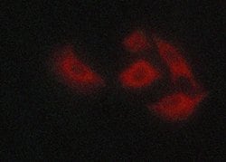 Invitrogen Claudin 5 Polyclonal Antibody 100 &mu;L; Unconjugated:Antibodies,