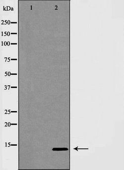 INSL3 Polyclonal Antibody 100 &mu;L | Buy Online | Invitrogen | Fisher Scientific