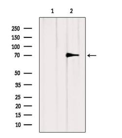 Invitrogen HnRNP Q Polyclonal Antibody 100 &mu;L; Unconjugated:Antibodies,