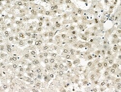 Invitrogen hnRNP H1 Polyclonal Antibody 100 &mu;L; Unconjugated:Antibodies,