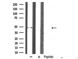 Invitrogen hnRNP H1 Polyclonal Antibody 100 &mu;L; Unconjugated:Antibodies,