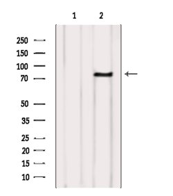 Invitrogen FSHR Polyclonal Antibody 100 &mu;L; Unconjugated:Antibodies,
