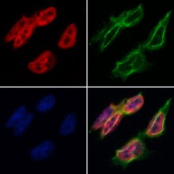 Invitrogen Bub3 Polyclonal Antibody 100 &mu;L; Unconjugated:Antibodies,