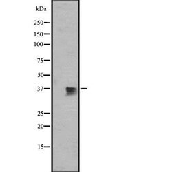 Invitrogen Bub3 Polyclonal Antibody 100 &mu;L; Unconjugated:Antibodies,