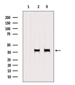 Invitrogen Bub3 Polyclonal Antibody 100 &mu;L; Unconjugated:Antibodies,
