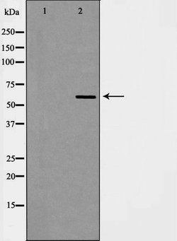 Invitrogen hnRNP L Polyclonal Antibody 100 &mu;L; Unconjugated:Antibodies,