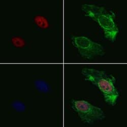 Invitrogen hnRNP C1/C2 Polyclonal Antibody 100 &mu;L; Unconjugated:Antibodies,