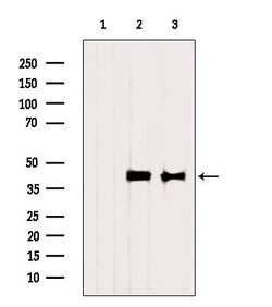 Invitrogen RBMX Polyclonal Antibody 100 &mu;L; Unconjugated:Antibodies,