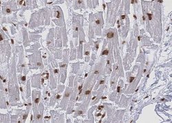Invitrogen KEAP1 Polyclonal Antibody 100 &mu;L; Unconjugated:Antibodies,