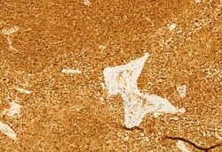 Invitrogen KEAP1 Polyclonal Antibody 100 &mu;L; Unconjugated:Antibodies,