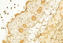 Invitrogen KEAP1 Polyclonal Antibody 100 &mu;L; Unconjugated:Antibodies,