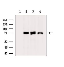 Invitrogen KEAP1 Polyclonal Antibody 100 &mu;L; Unconjugated:Antibodies,