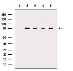 Invitrogen KEAP1 Polyclonal Antibody 100 &mu;L; Unconjugated:Antibodies,