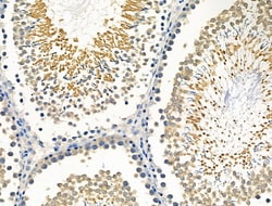 Invitrogen Caspase 8 (Cleaved Asp384) Polyclonal Antibody 100 &mu;L; Unconjugated:Antibodies,