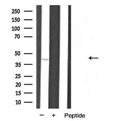 Invitrogen hnRNP A1 Polyclonal Antibody 100 &mu;L; Unconjugated:Antibodies,