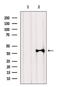 Invitrogen hnRNP A1 Polyclonal Antibody 100 &mu;L; Unconjugated:Antibodies,